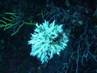  撒丁岛海 